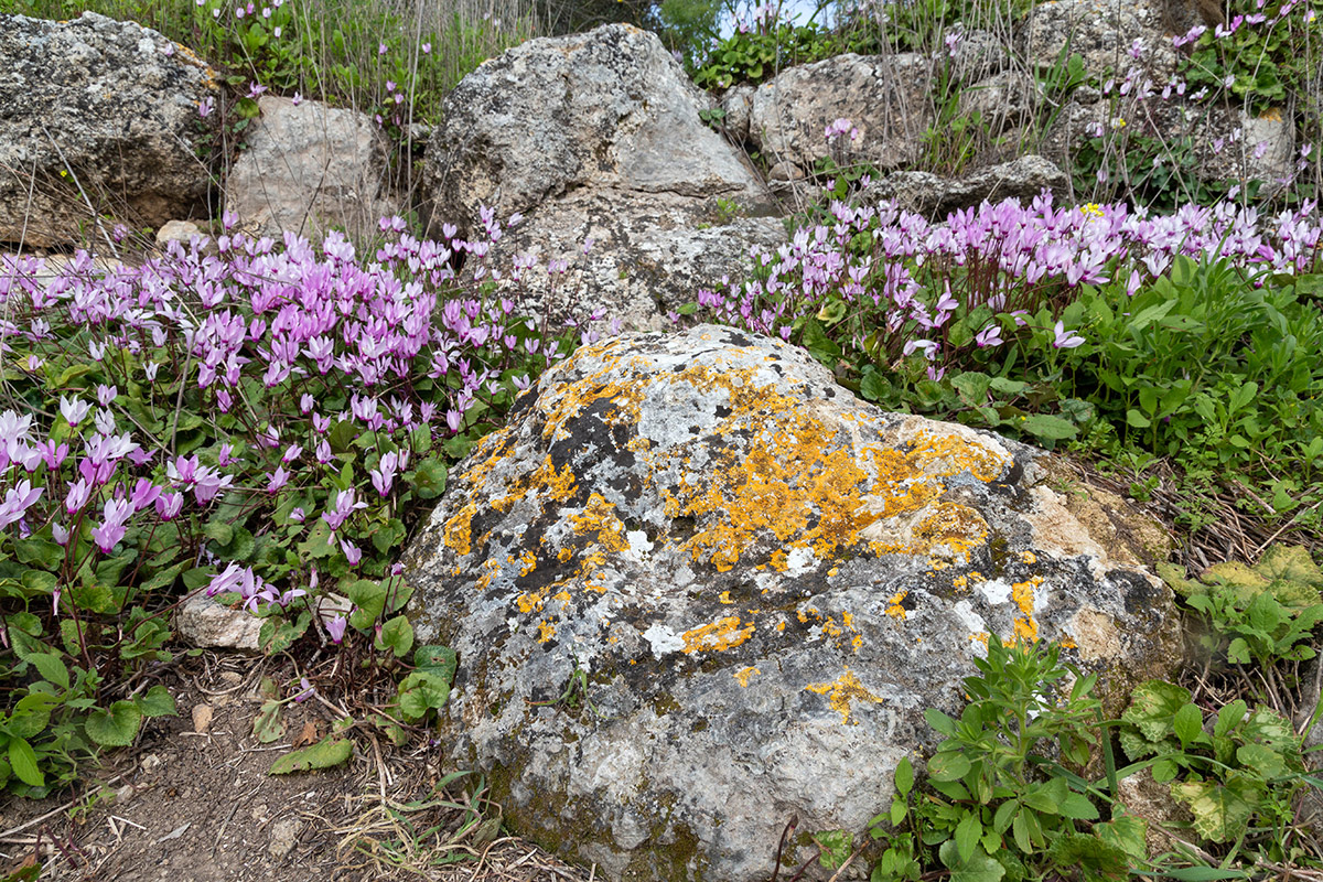 Окрестности Латруна, image of landscape/habitat.