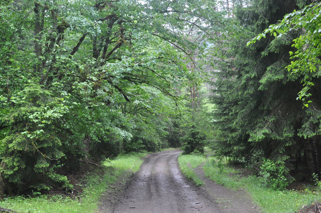 Долина ручья Квабисхеви, image of landscape/habitat.