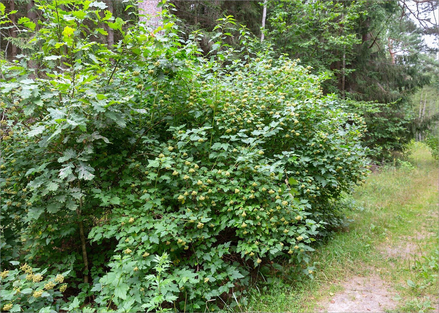 Глубокский Мох, image of landscape/habitat.