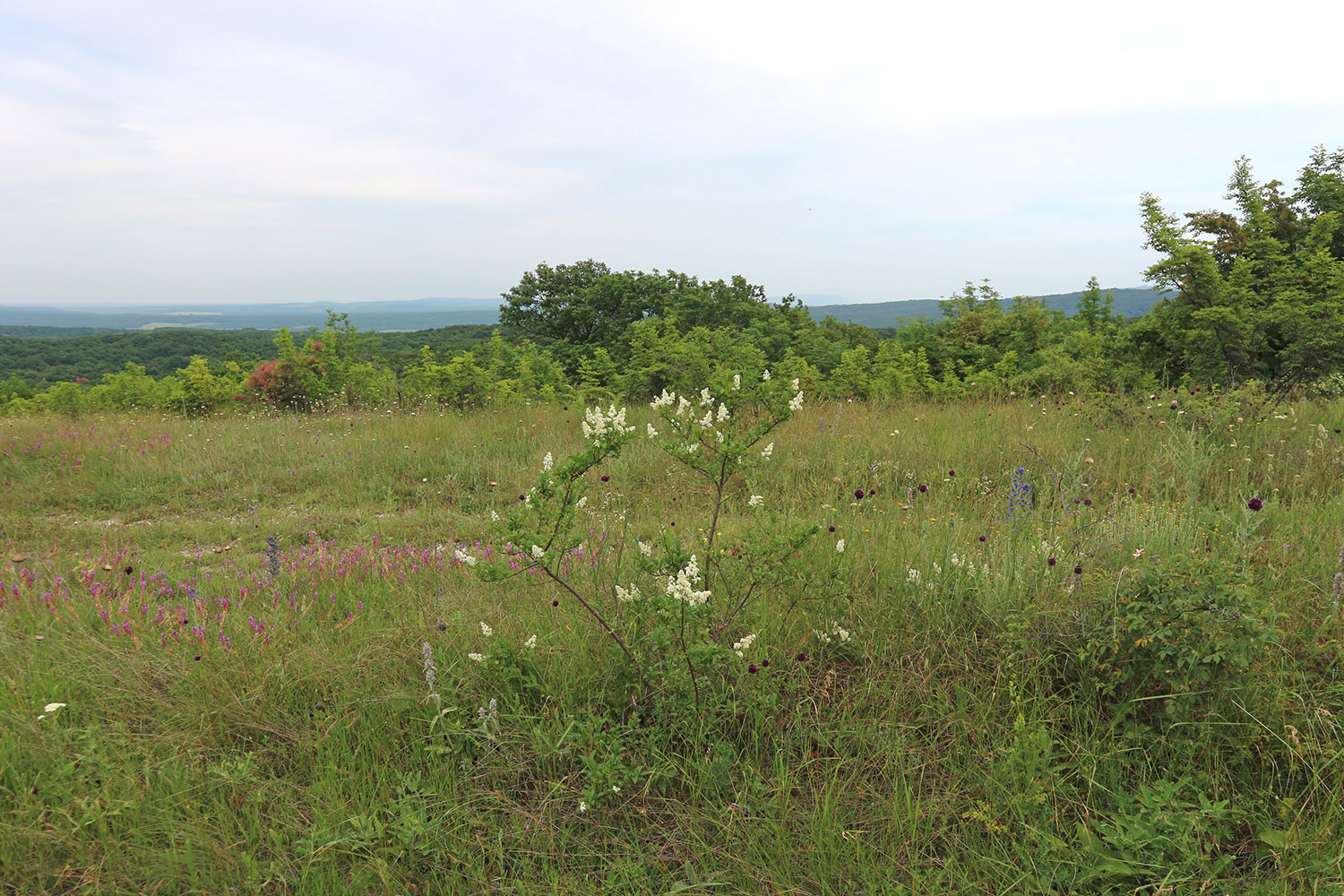 Вышка, image of landscape/habitat.