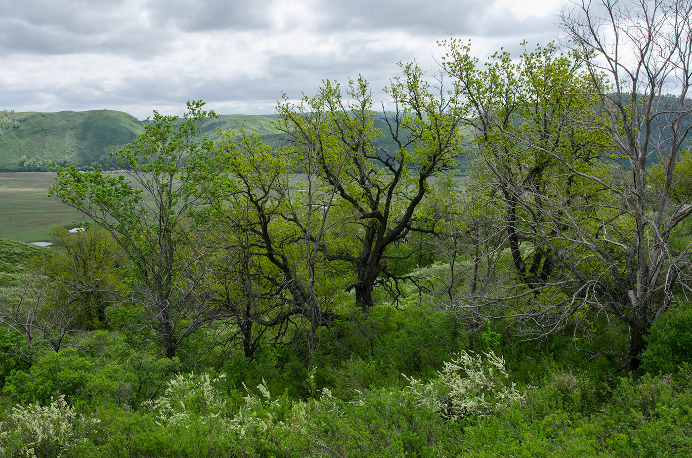 Большеарслангулово, image of landscape/habitat.