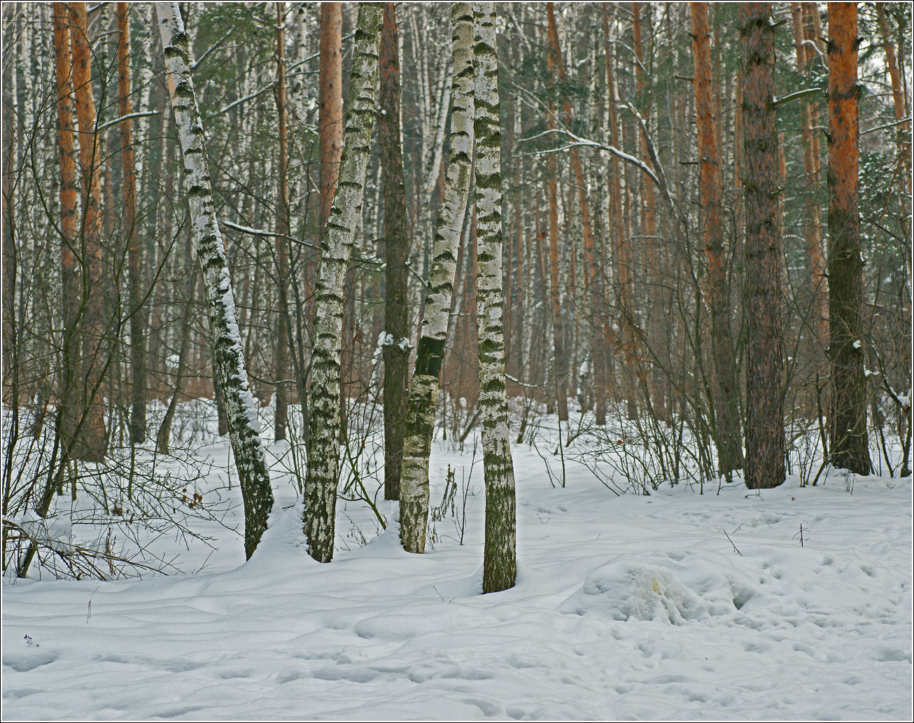 Жулебинский лес, изображение ландшафта.