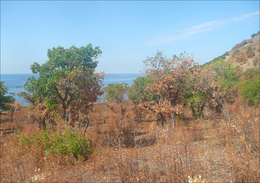 Мыс Мысхако и окрестности, image of landscape/habitat.