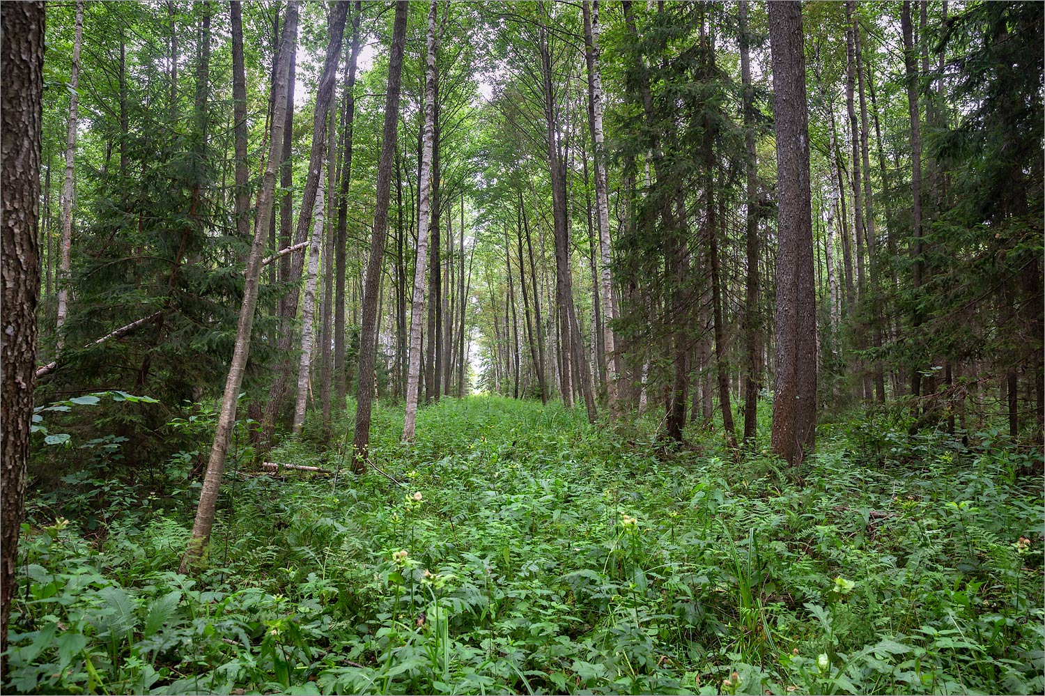 Глубокский Мох, image of landscape/habitat.