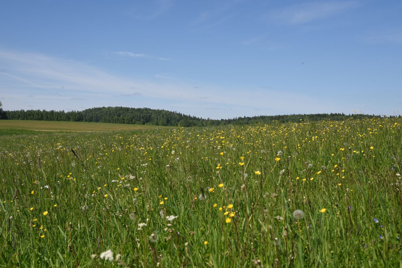 Окрестности деревни Марьино, image of landscape/habitat.