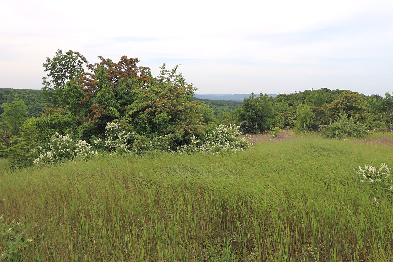 Вышка, image of landscape/habitat.