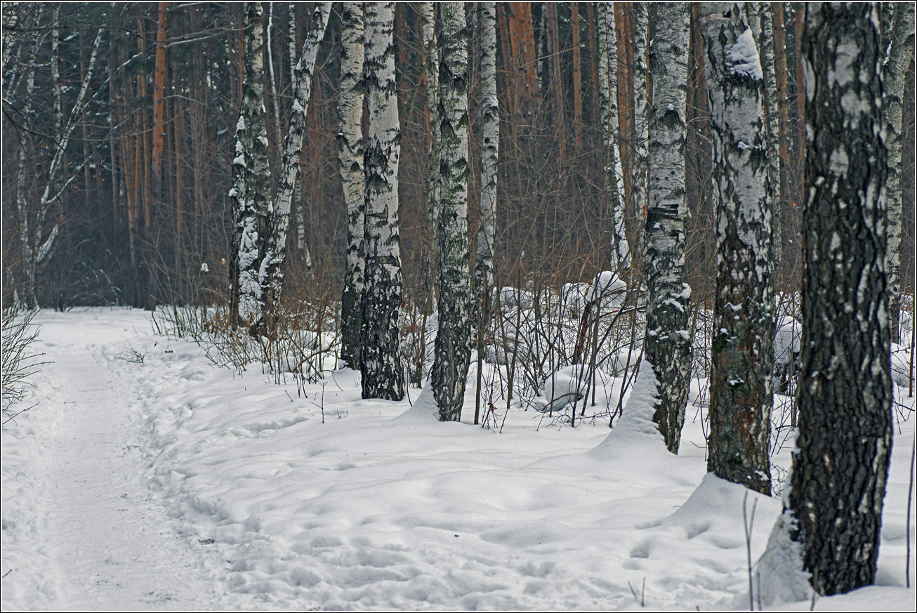 Жулебинский лес, image of landscape/habitat.