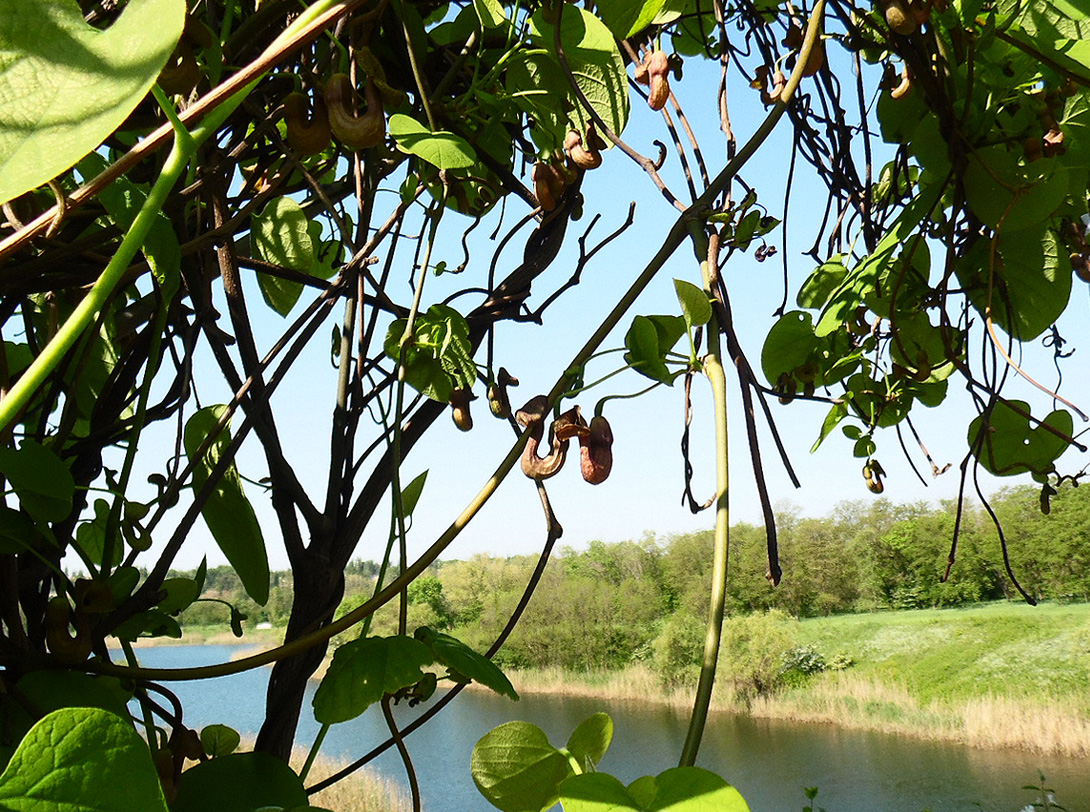 Криворожский ботанический сад, image of landscape/habitat.