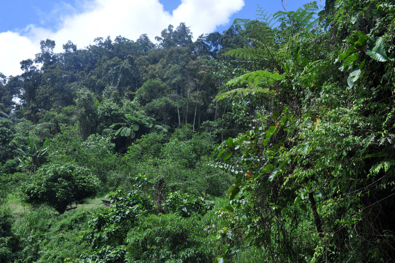 Камеронское нагорье, image of landscape/habitat.