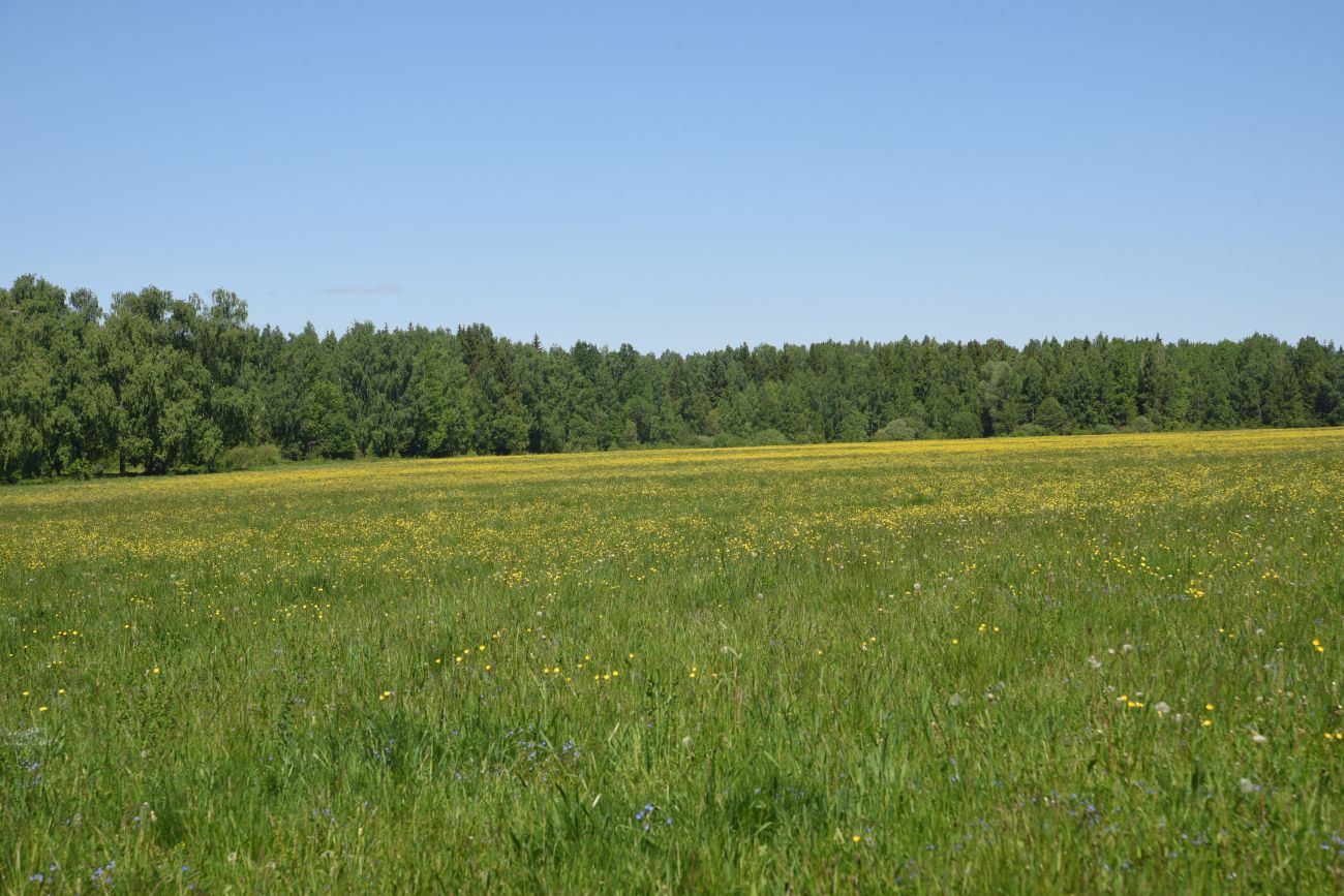 Окрестности деревни Марьино, image of landscape/habitat.