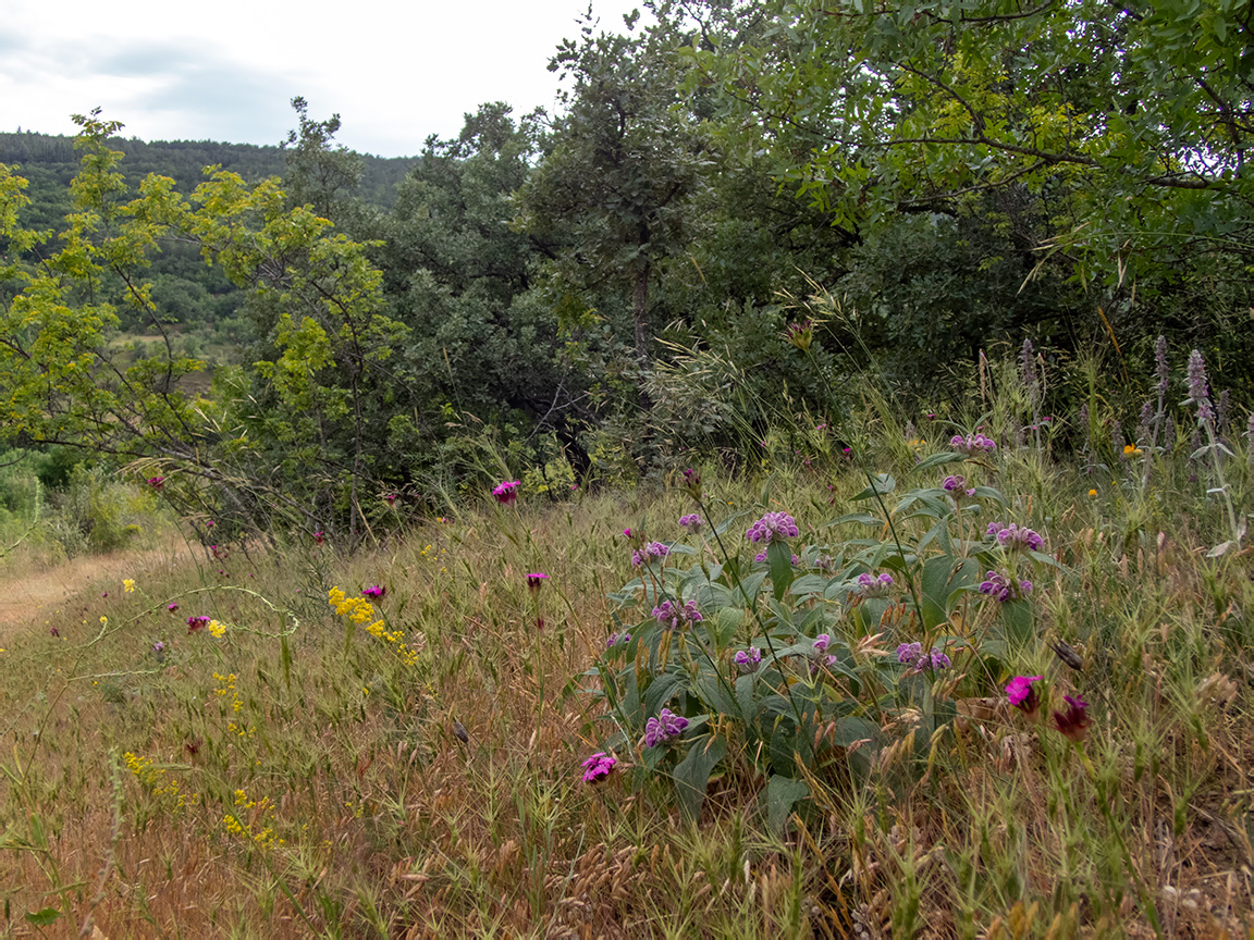 Посёлок Лесной и окрестности, image of landscape/habitat.