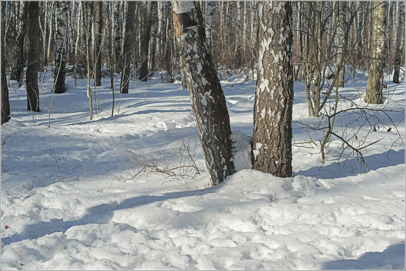 Жулебинский лес, image of landscape/habitat.