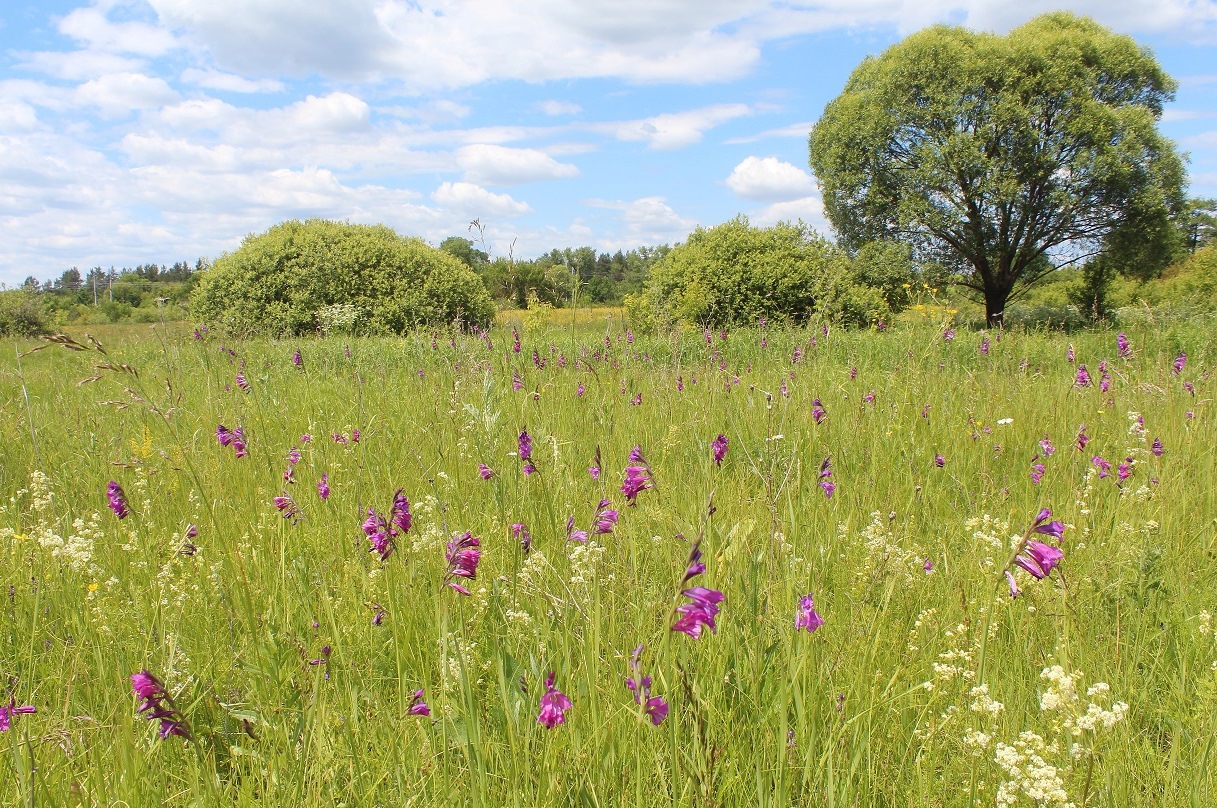 Стенки Изгорья, image of landscape/habitat.