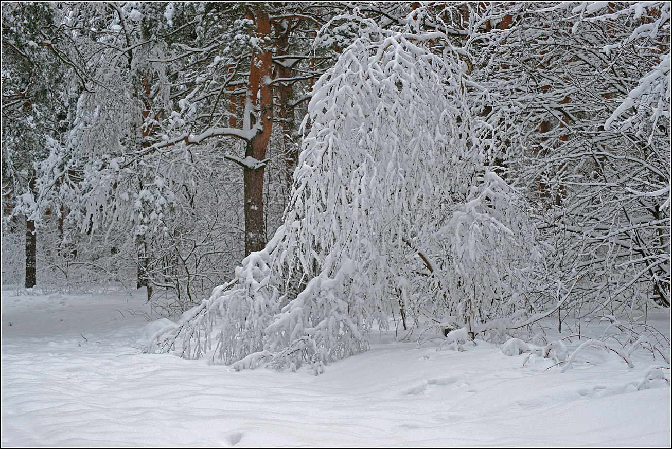 Жулебинский лес, image of landscape/habitat.