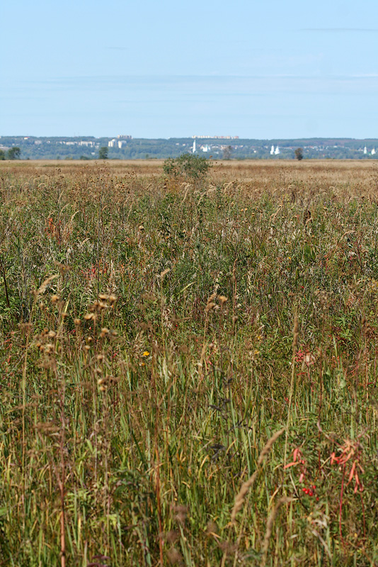 Елабужские луга, image of landscape/habitat.