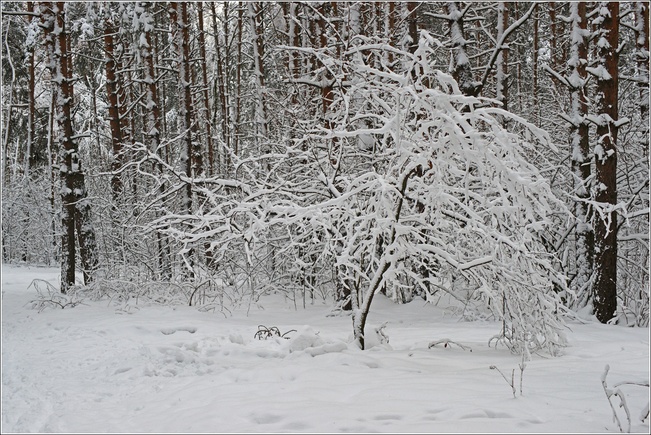 Жулебинский лес, image of landscape/habitat.