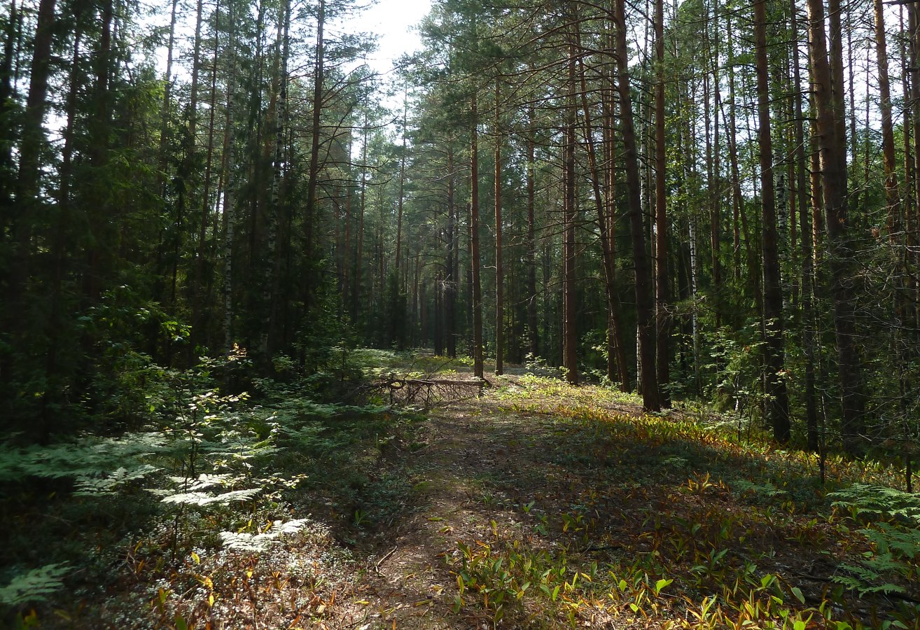 Урочище Торф, image of landscape/habitat.