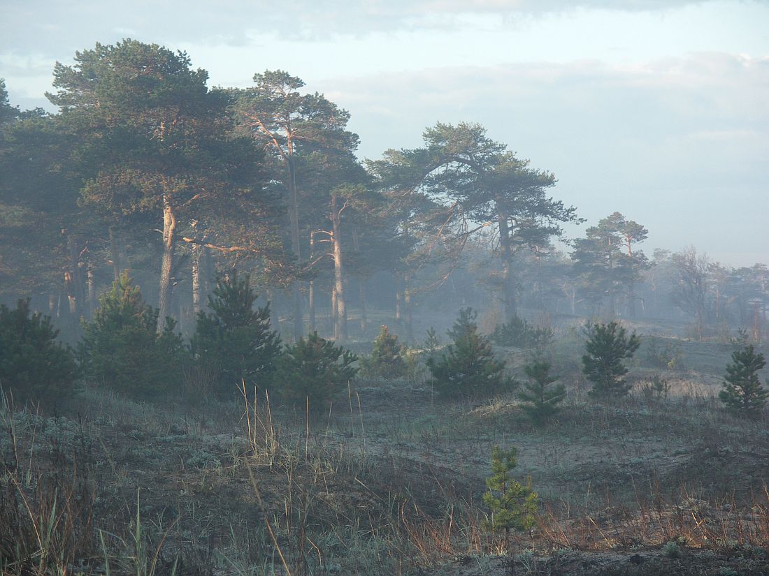 Ягры, image of landscape/habitat.