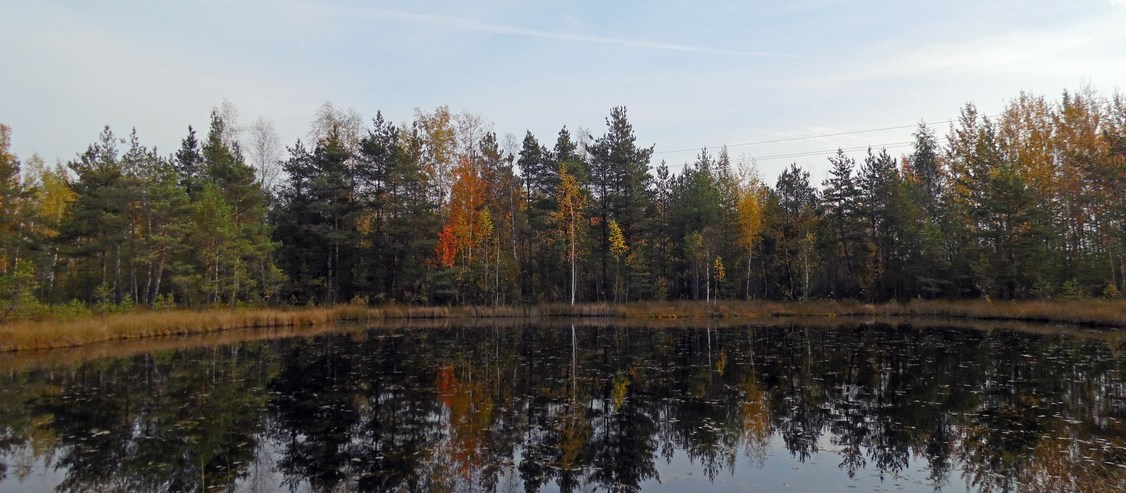 Окрестности Боровичей, image of landscape/habitat.