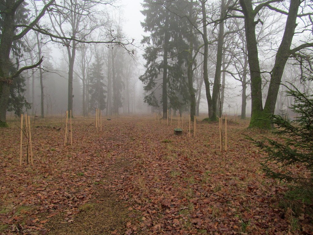 Дендропарк Новогрудского лесхоза, image of landscape/habitat.