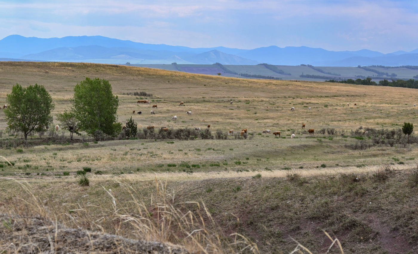 Высокий берег реки Абакан, image of landscape/habitat.