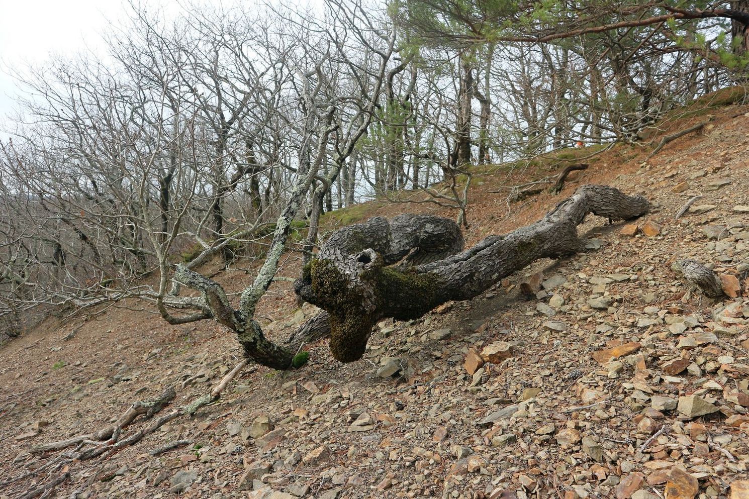 Прохаскина балка, image of landscape/habitat.