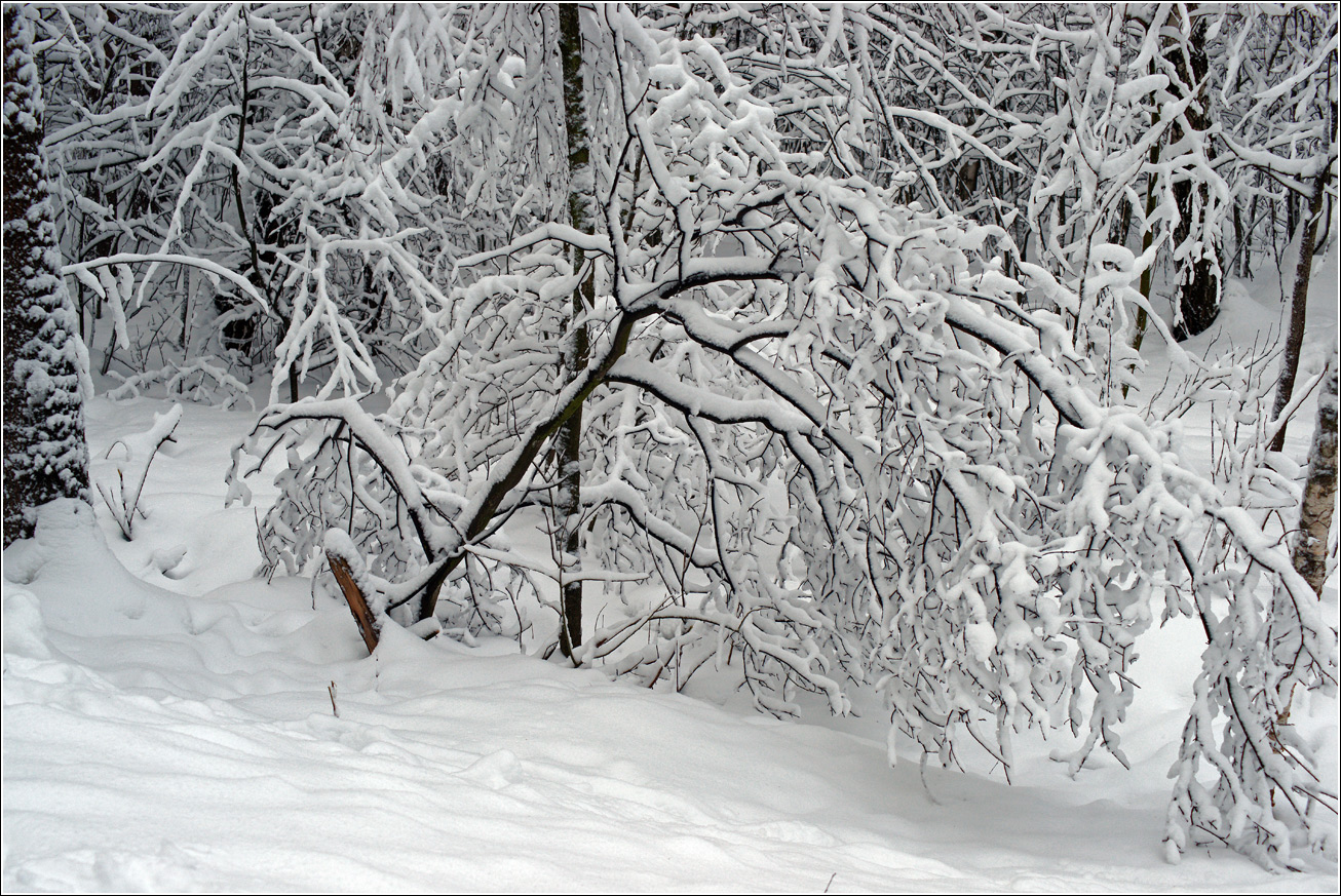 Жулебинский лес, image of landscape/habitat.