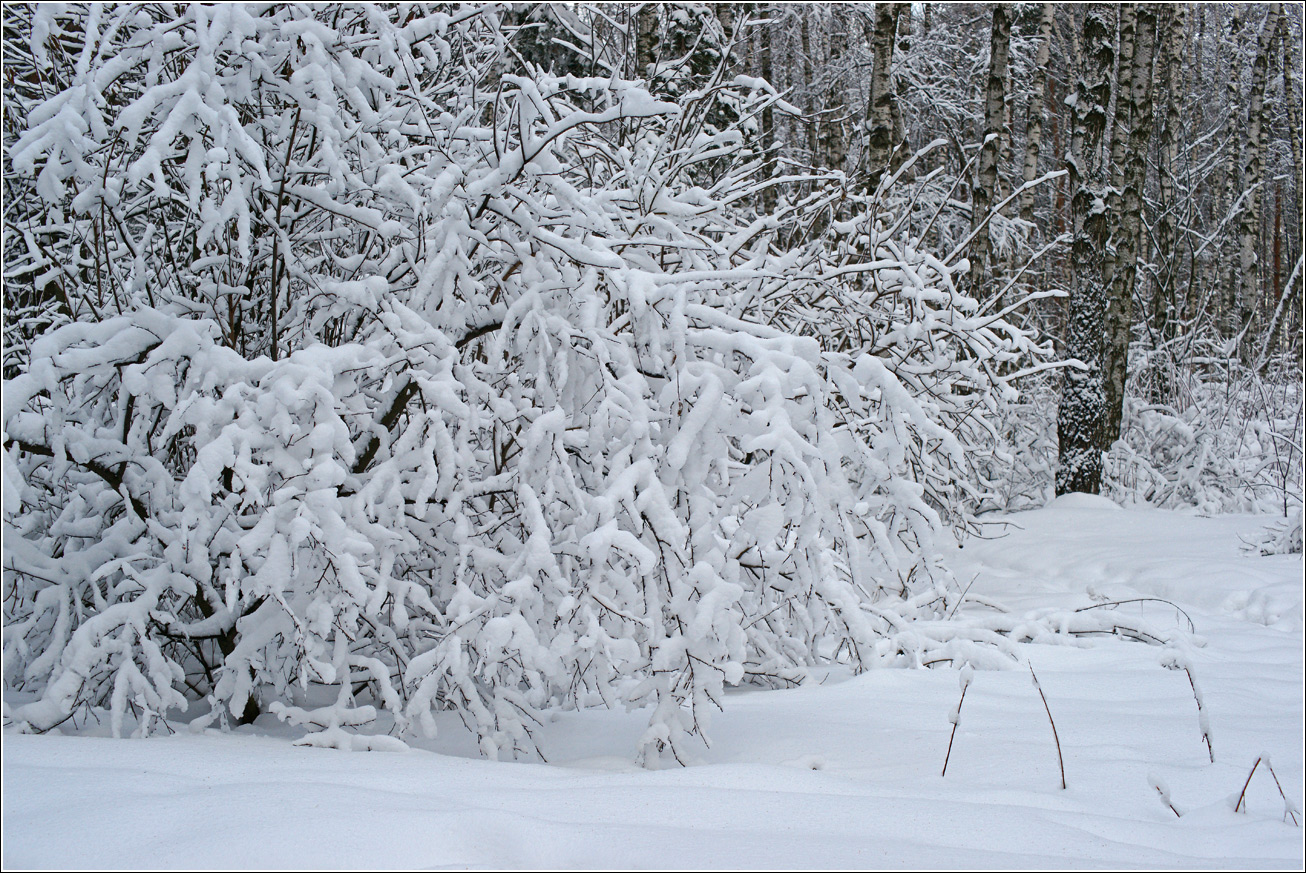 Жулебинский лес, image of landscape/habitat.