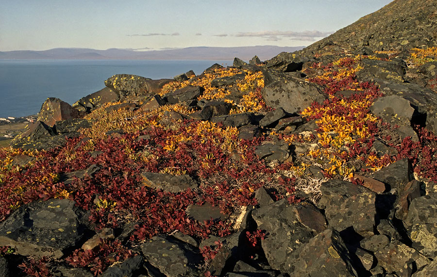 Певек, image of landscape/habitat.