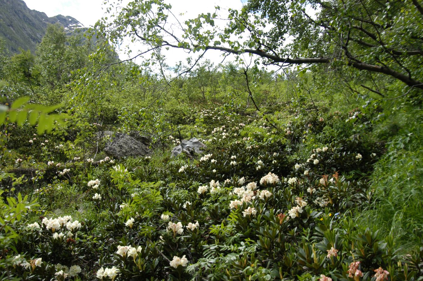 Ручей Когутайка, image of landscape/habitat.