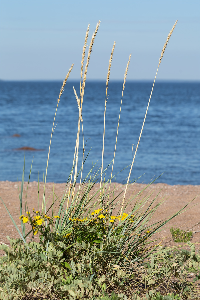 Остров Лисий, image of landscape/habitat.