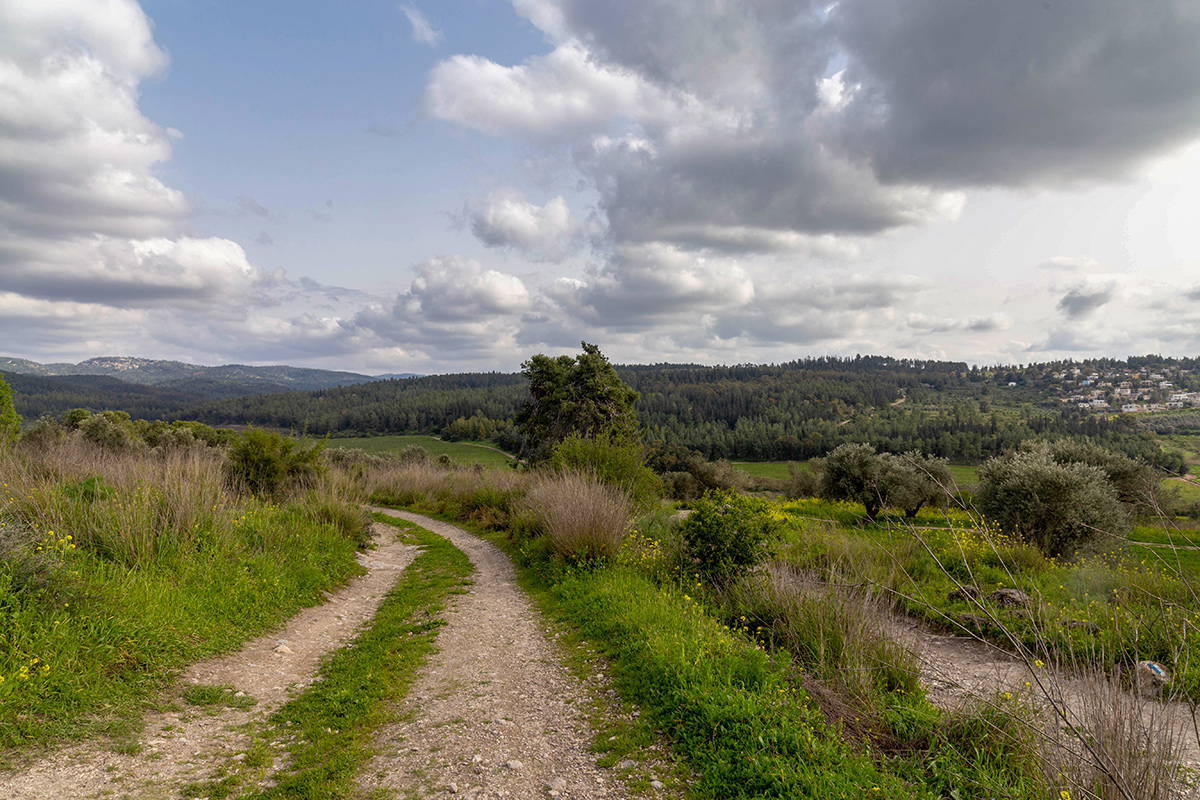 Окрестности Латруна, image of landscape/habitat.