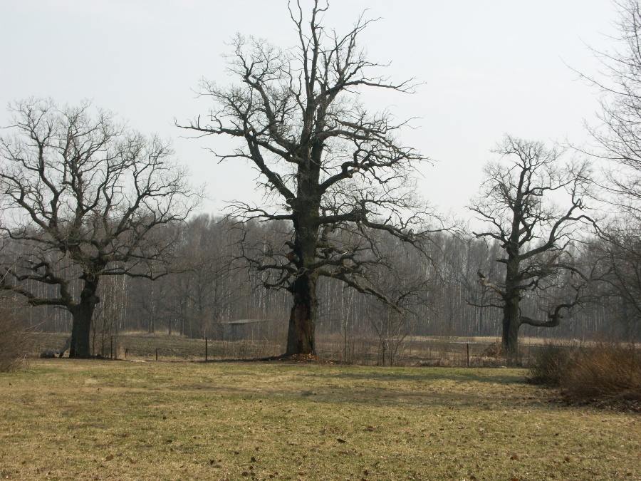 Парк "Сергиевка", image of landscape/habitat.