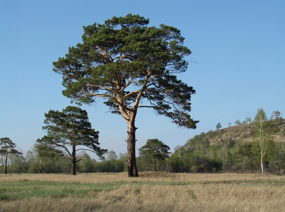 Смоленщина, image of landscape/habitat.