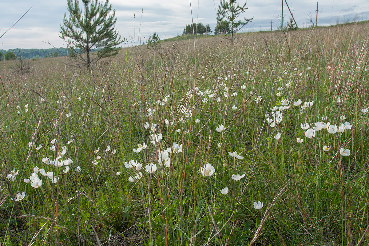 Изборско-Мальская долина, image of landscape/habitat.