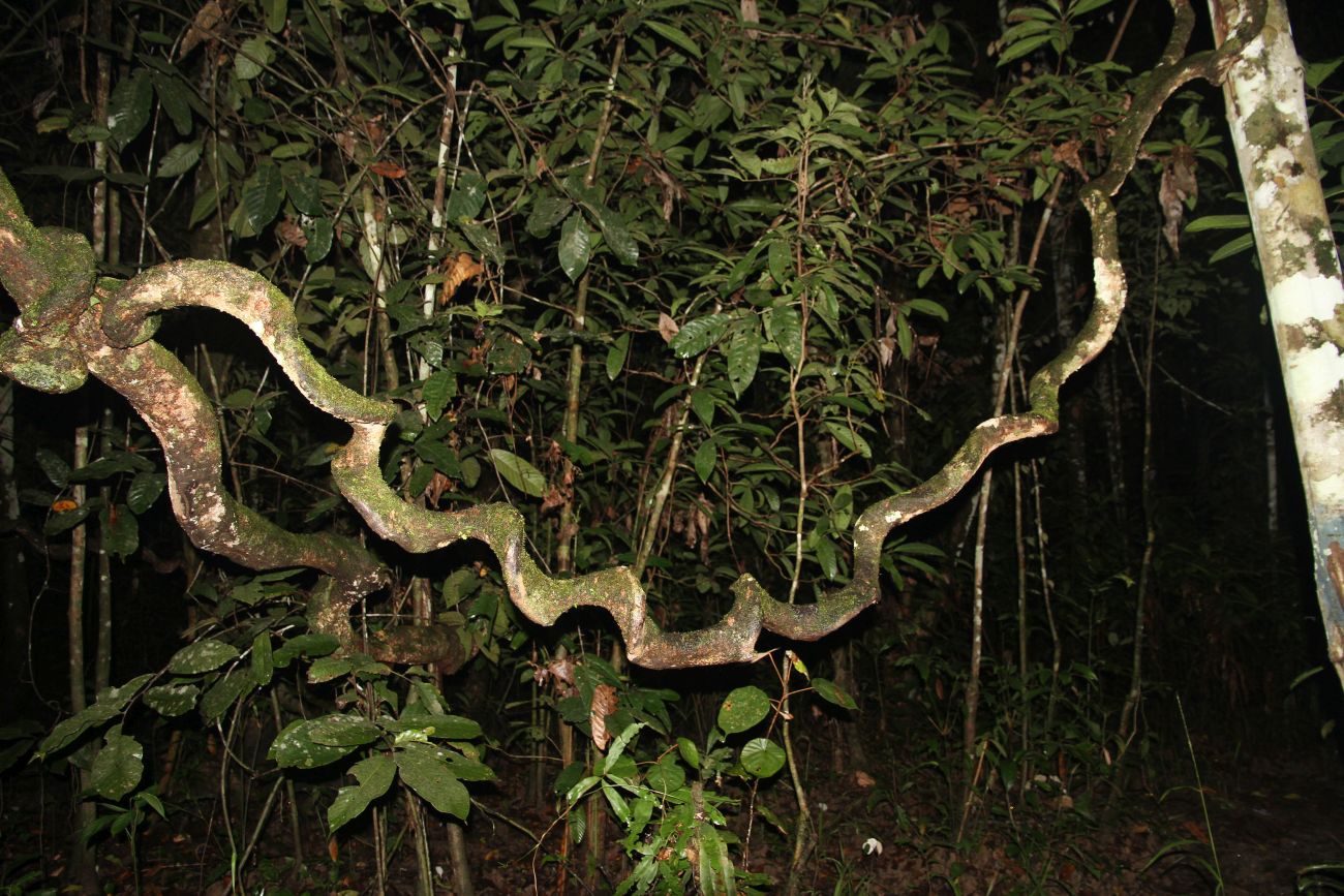 Река Кинабатанган, image of landscape/habitat.