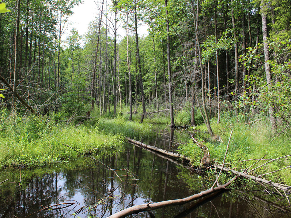 Асино, image of landscape/habitat.