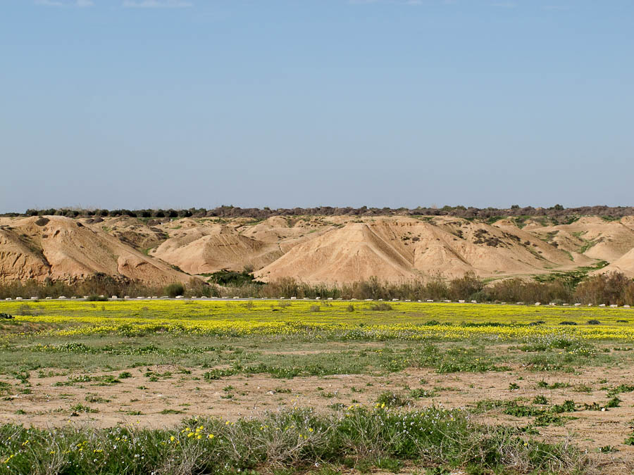 Негев, image of landscape/habitat.