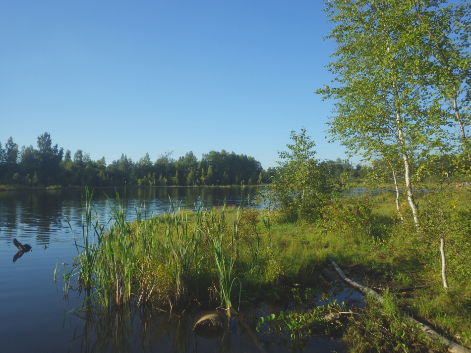 Лаппелово, image of landscape/habitat.