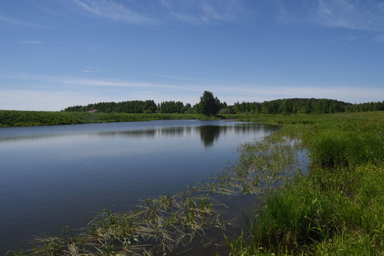 Окрестности деревни Марьино, image of landscape/habitat.