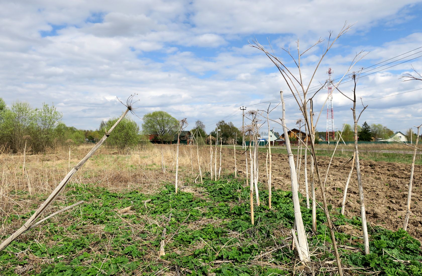 Ярцево, image of landscape/habitat.