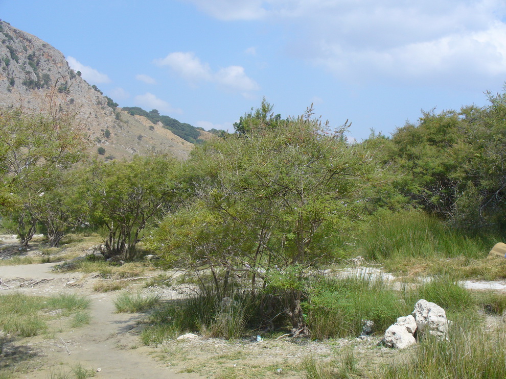 Окрестности Георгиуполиса, image of landscape/habitat.