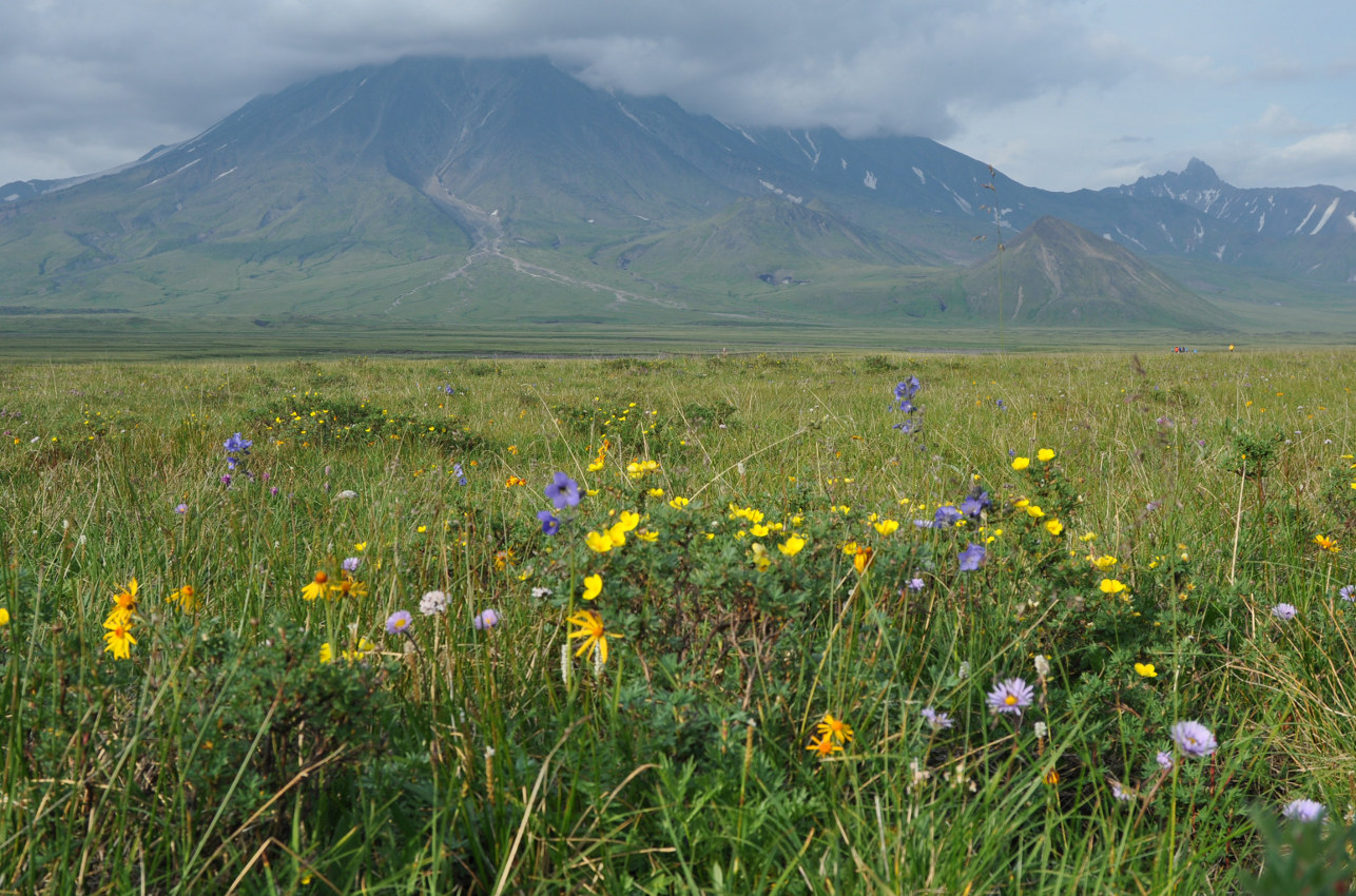 Окрестности перевала Толуд, image of landscape/habitat.