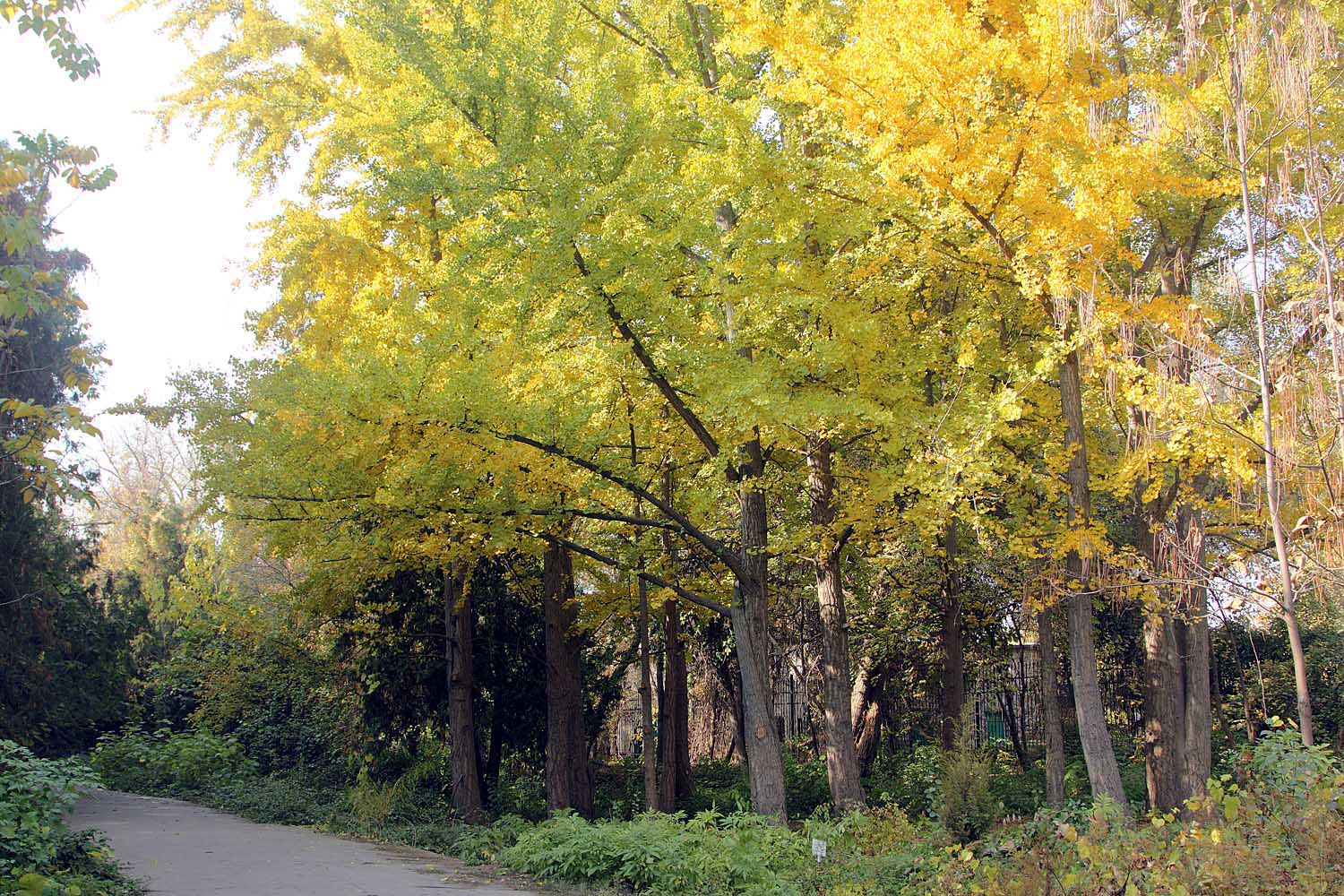 Ботанический сад им.Н.Ф.Русанова, image of landscape/habitat.