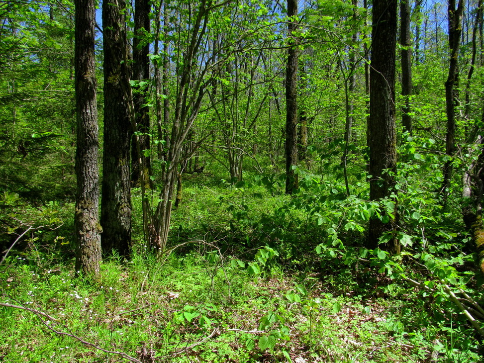 Рутковский пригорок, image of landscape/habitat.