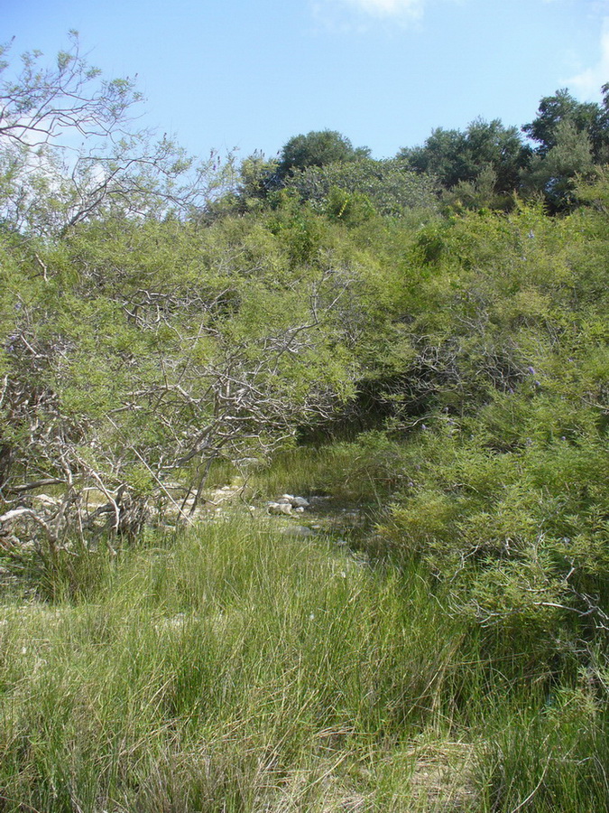 Окрестности Георгиуполиса, image of landscape/habitat.