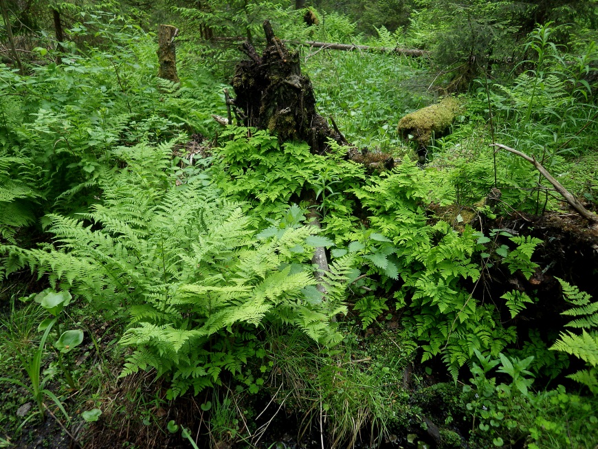 Лемболовское озеро, image of landscape/habitat.