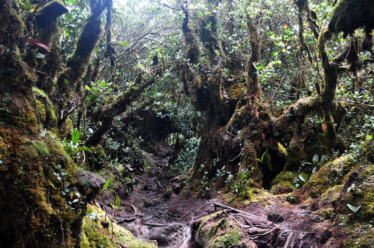 Гора Ирау, image of landscape/habitat.