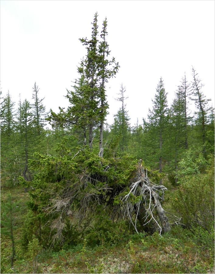 Труба-Ю, image of landscape/habitat.