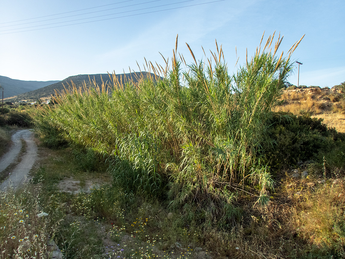 Остров Парос, image of landscape/habitat.